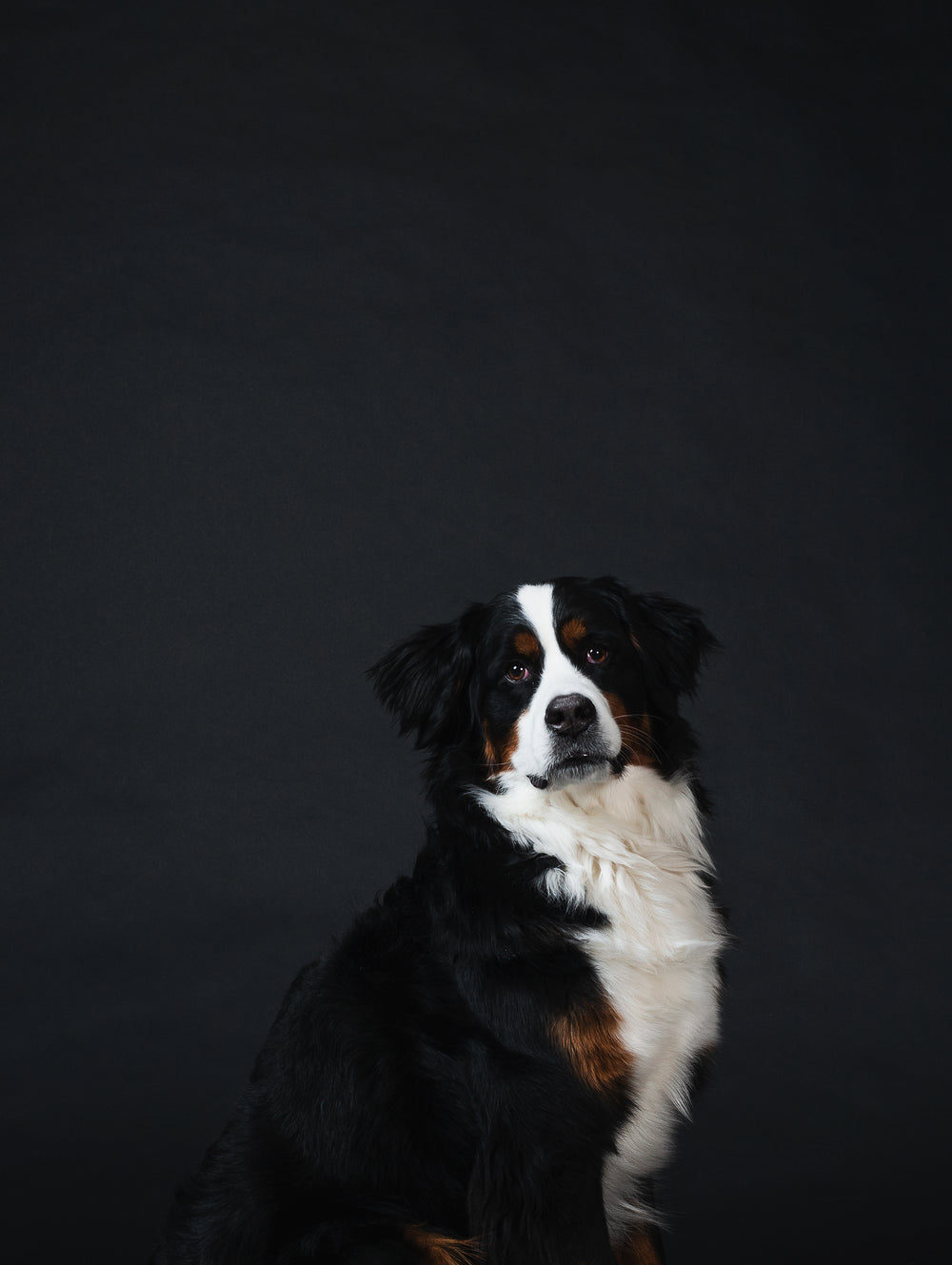 Bernese mountain dog looking ahead